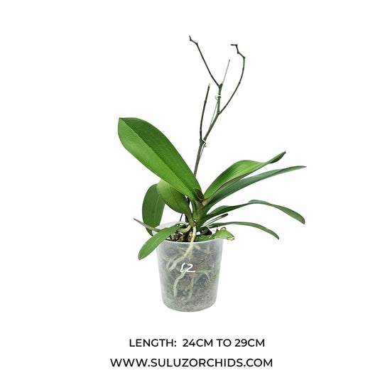 Phalaenopsis orchid Heroes mature plant with healthy green leaves ready to flower