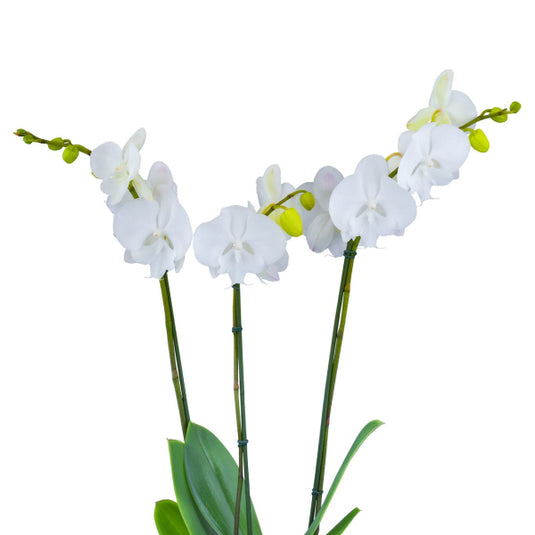 Elegant White Phalaenopsis orchid showcasing soft petals and tropical beauty