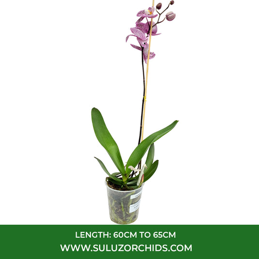 Purple Phalaenopsis orchid plant with graceful tropical flowers