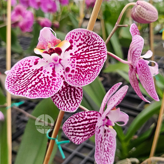 Phalaenopsis Orchid Impulsive Mature Plant With Bud/Flower