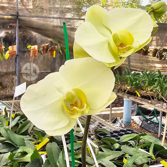 Phalaenopsis orchid with elegant yellow blooms and smooth rounded petals
