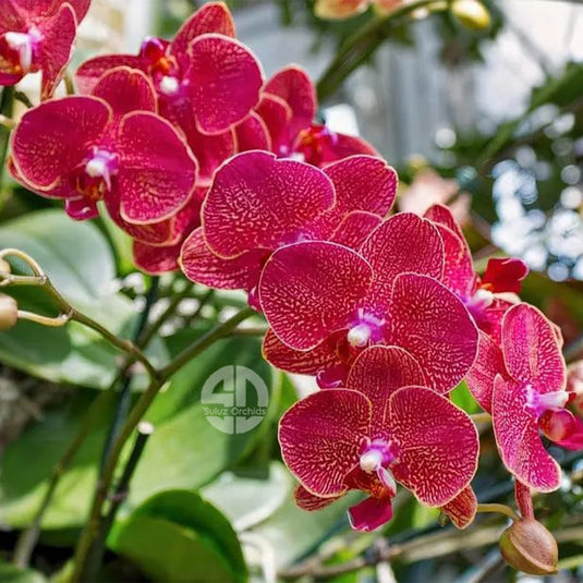 Phalaenopsis Orchid Kimono Red with white center flower featuring rich red blooms with a clean white center