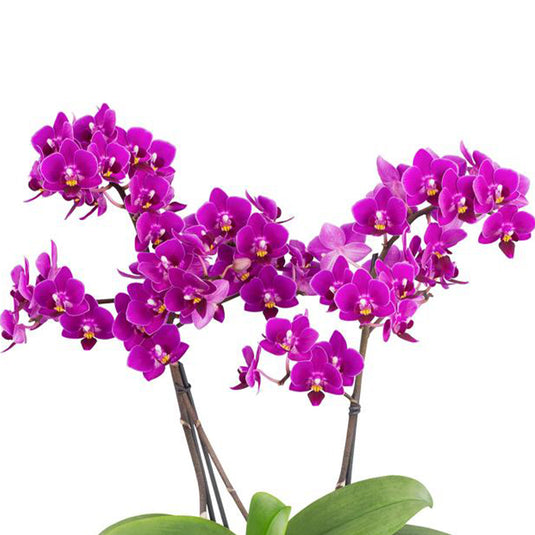 Phalaenopsis Orchid Kissy Lips Purple flower featuring rich purple blooms with deep violet tones
