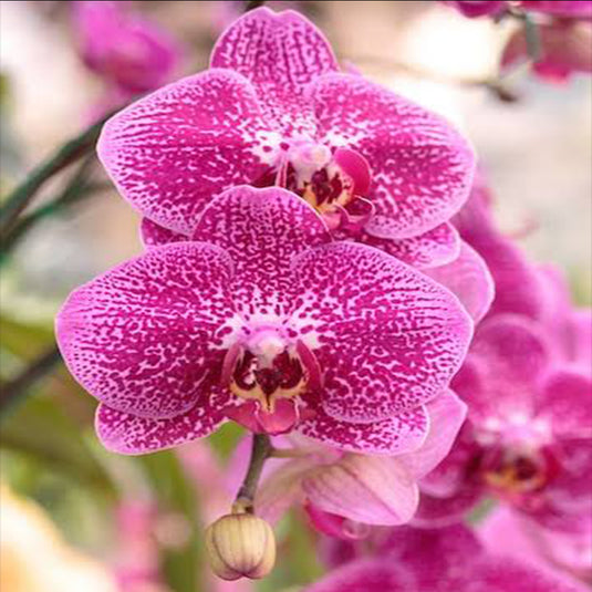 Phalaenopsis Orchid LEE1306 Pink flower featuring vibrant pink orchid blooms with smooth rounded petals