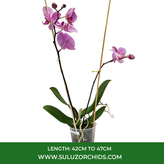 Phalaenopsis Orchid Magic Art Mature Plant With Bud/Flower