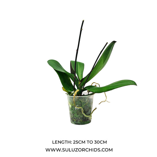 Phalaenopsis Orchid Magic Art mature plant ready to bloom