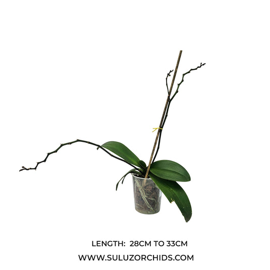Phalaenopsis orchid Midnight Sun mature plant with healthy green leaves ready to flower