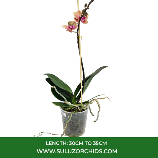 Beautiful pink Phalaenopsis orchid plant with soft petals and vibrant tropical blooms