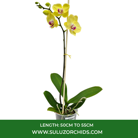 Phalaenopsis Orchid Miraflore Mature Plant With Bud/Flower