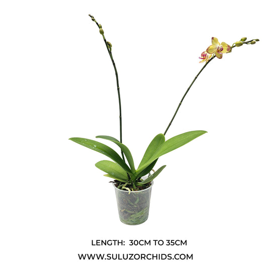 Phalaenopsis Orchid Papagayo plant with buds/flower