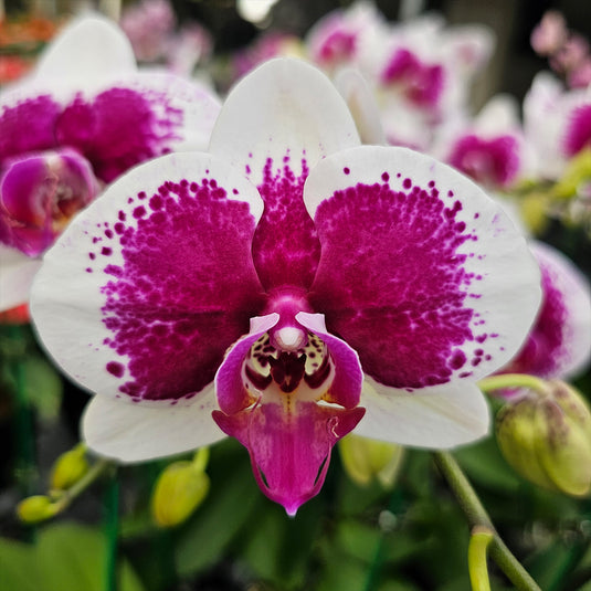 Phalaenopsis Orchid PHALA1832 Mature Plant - With Bud/Flower