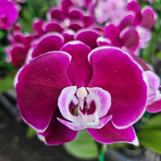 Phalaenopsis Orchid PHALA2695 Mature Plant - With Bud/Flower