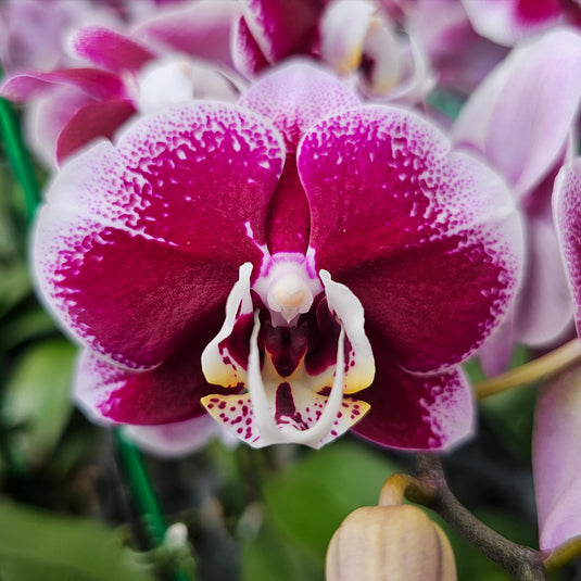 Phalaenopsis Orchid PHALA3180 Mature Plant - With Bud/Flower
