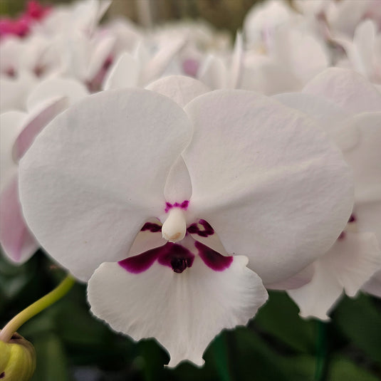 Phalaenopsis Orchid PHALA6805 Mature Plant - With Bud/Flower
