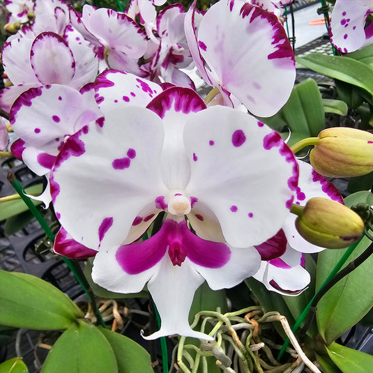 Phalaenopsis orchid PL2465 with white and pink patterned flower