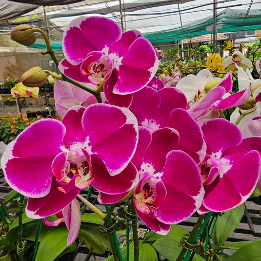 Phalaenopsis Orchid PL5131 Mature Plant - With Bud/Flower
