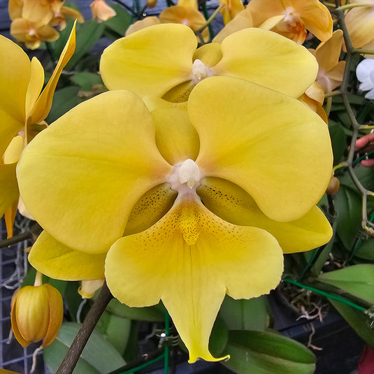 Phalaenopsis orchid PL6581 elegant yellow flower