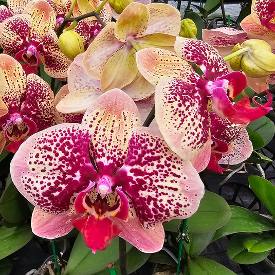 Phalaenopsis orchid PL8292 peach flower with red patterns and red lip