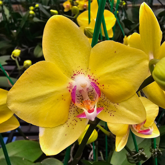 Phalaenopsis Orchid PL9055 Mature Plant - With Bud/Flower
