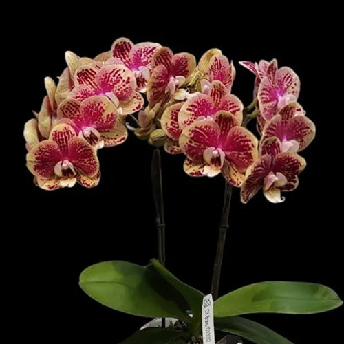 Phalaenopsis Orchid Plant - OX3032