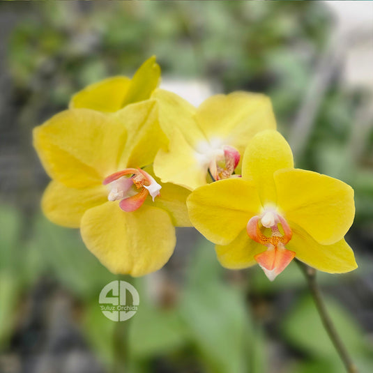 Phalaenopsis Orchid Plant - Lioulin Golden Beauty