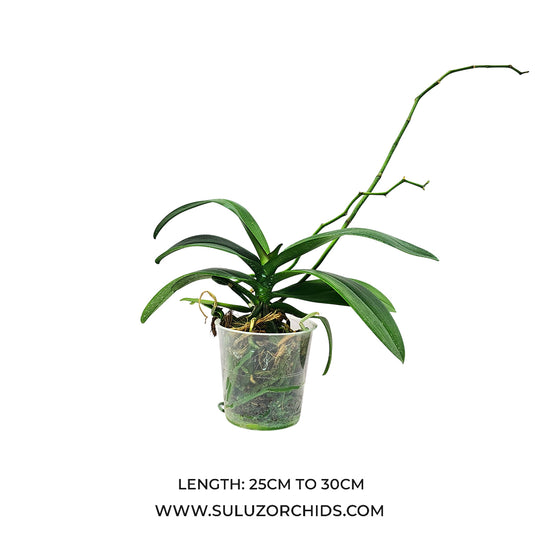 Phalaenopsis orchid mature plant ready to flower