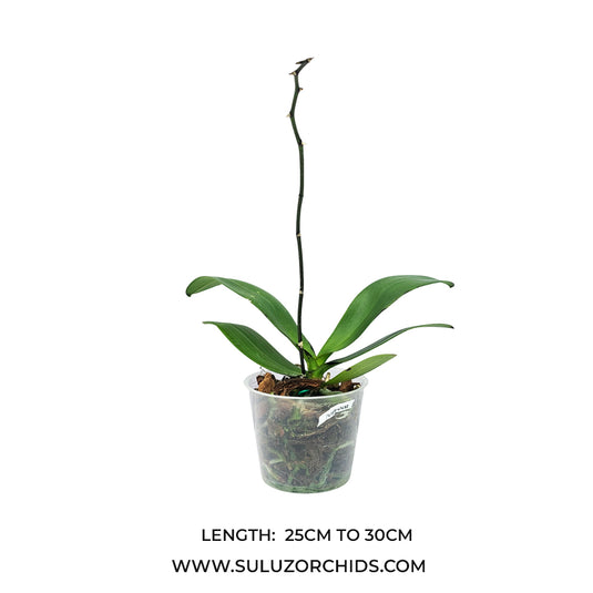 Phalaenopsis orchid Purple Dust mature plant with broad green leaves ready to flower