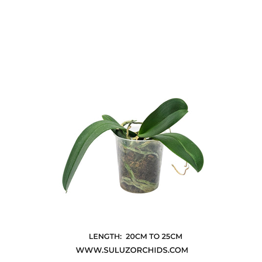 Phalaenopsis orchid Razzmatazz mature plant with lush green leaves ready to flower