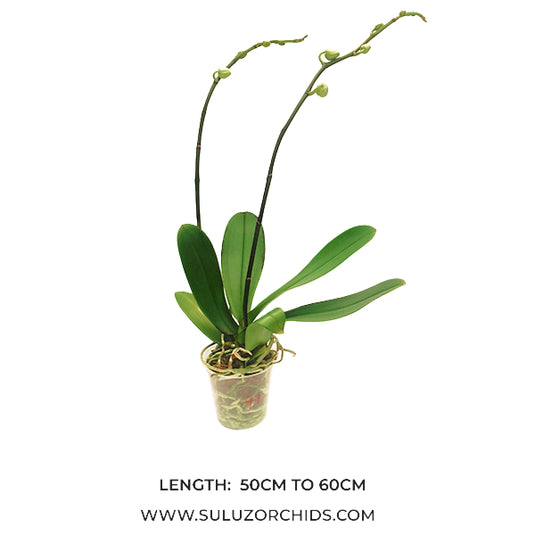 White Phalaenopsis orchid plant with premium blooms, perfect for indoor home and office décor