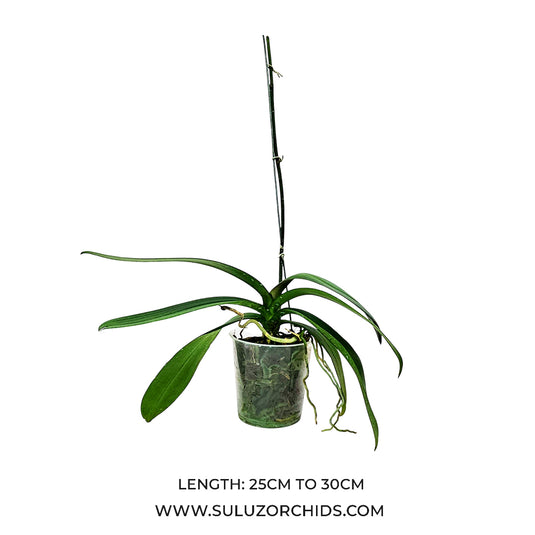 Phalaenopsis mature plant ready to flower