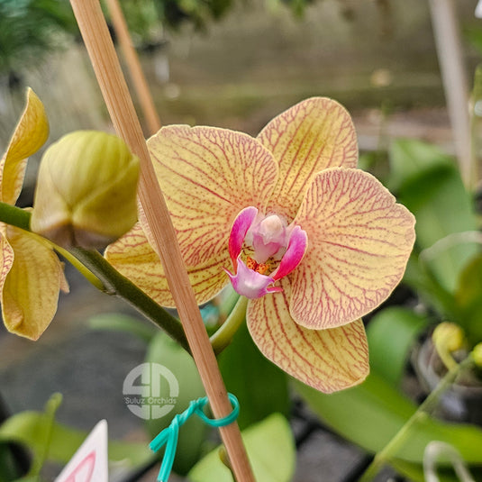 Elegant yellow Phalaenopsis orchid showcasing deep yellow petals and tropical beauty