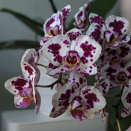 Phalaenopsis orchid Spilled Ink flower in white blooms with dark purple ink patterns