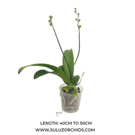 White Phalaenopsis orchid plant with graceful, long-lasting blooms