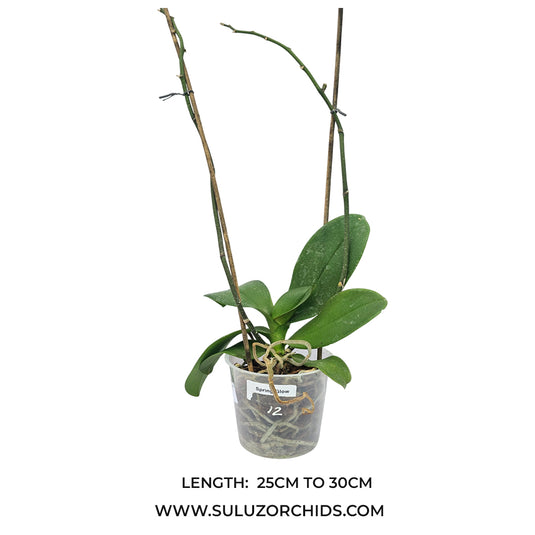 Phalaenopsis orchid Spring Glow mature plant with buds and green leaves