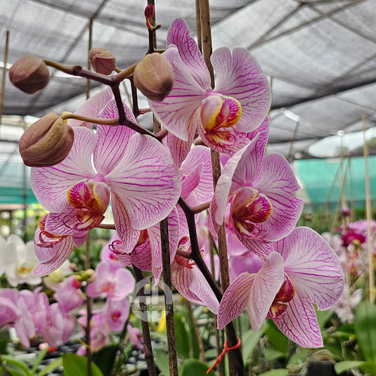Pink Phalaenopsis orchid plant with graceful pink flowers, ideal for home and indoor decoration