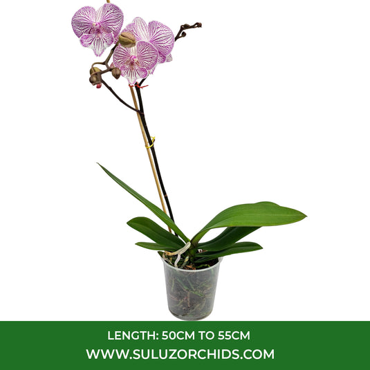 Pink Phalaenopsis orchid plant featuring long-lasting flowers