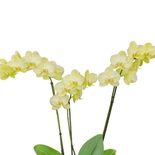 Phalaenopsis Orchid Sun Shower Yellow flower featuring bright yellow blooms with warm golden tones