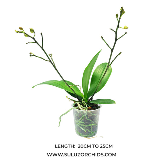 Phalaenopsis Orchid Sunset Love plant with buds/flower