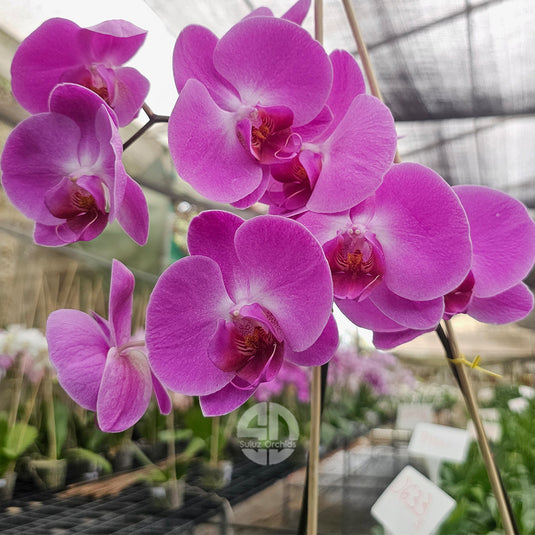 Phalaenopsis orchid pink blooms and red spotted tigris flower with bold patterns