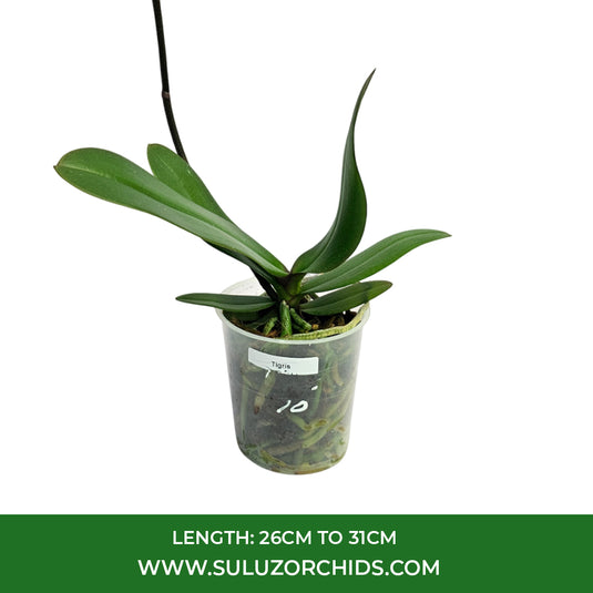 Phalaenopsis Orchid Tigris Mature Plant With Bud/Flower