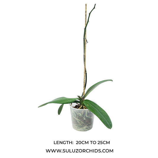 Phalaenopsis orchid Tigris mature plant with broad green leaves ready to flower