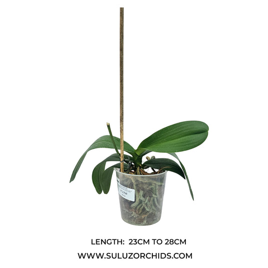 Phalaenopsis orchid Tropic Ocelot mature plant with broad green leaves ready to flower