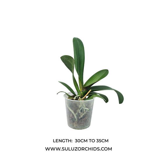 Phalaenopsis orchid mature plant with healthy green leaves ready to flower