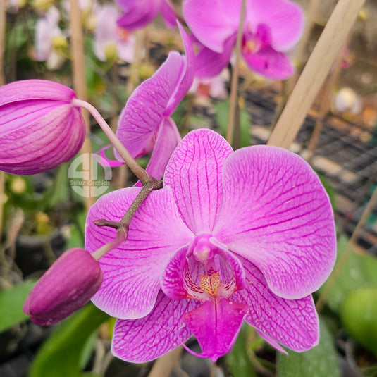 Phalaenopsis orchid pink flower with bold purple hero pattern and contrasting center