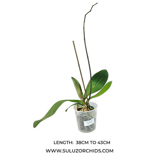 Phalaenopsis orchid True Hero mature plant with strong green leaves ready to flower