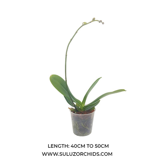 White Phalaenopsis orchid plant with vivid white flowers, perfect for home and indoor décor