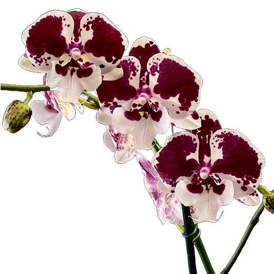 Phalaenopsis Orchid Untold Stories Red flower featuring deep red orchid blooms with velvety petals