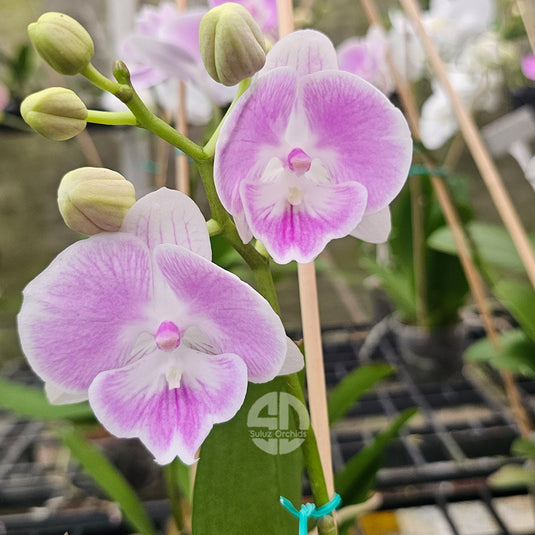 Blooming purple Phalaenopsis orchid with delicate tropical petals