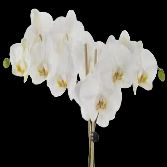 Phalaenopsis Orchid Zola White flower featuring clean white blooms with soft creamy undertones