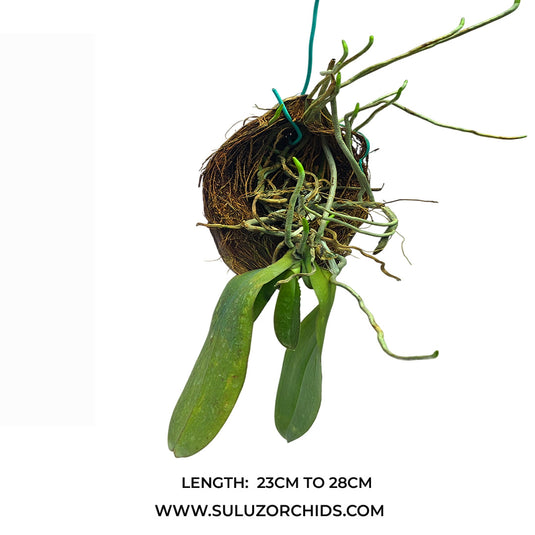 Phalaenopsis Orchid Plant - Hanging Mature - Big